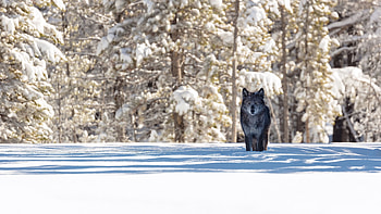 Animals, Winter, Snow, Forest, Shadow, Predator, Wolf, Wildlife HD wallpaper