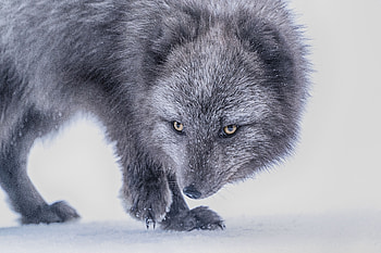 Animals, Fox, Grey, Sight, Opinion, Animal, Arctic Fox HD wallpaper