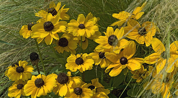 Flowers, Grass, Rudbekia, Rudbeckia HD wallpaper