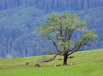Parque, California , arvore, animal, verde, natureza HD wallpaper