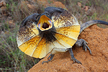 Frilled-neck lizard in , Ultra- reptilian glory, Visual masterpiece, Nature's marvel HD wallpaper