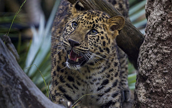 Animals, Leopard, Aggression, Grin, Predator, Big Cat HD wallpaper