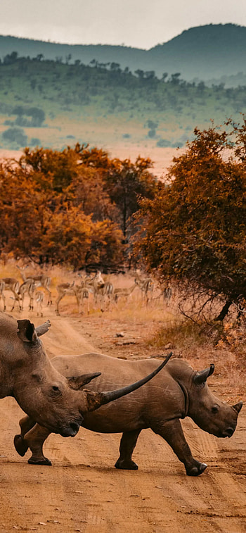 South Africa, , African landscapes, Nature's beauty HD phone wallpaper