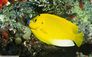 Angelfish, , Sarah Simpson, Animals HD wallpaper