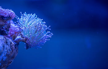 Close-up view of a colorful sea anemone in an underwater aquarium setting. HD wallpaper