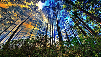 Point Reyes National Seashore, California, forest, sea, trees, colors, clouds, sky, usa HD wallpaper