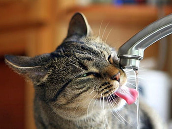 Thirsty Cat, thirsty, cool, cat HD wallpaper