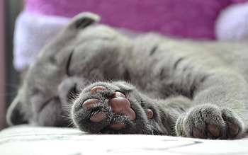 Animals, Cat, Briton, Paw HD wallpaper