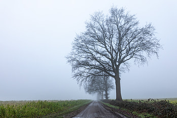 Nature, Horizon, Wood, Road, Tree, Dahl, Distance HD wallpaper