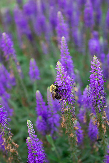 Animals, Flowers, Macro, Insect, Bee HD phone wallpaper