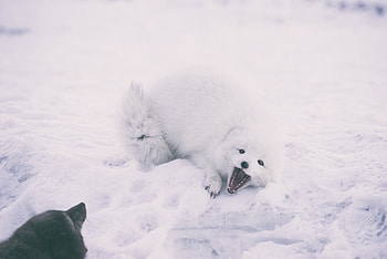 Animals, Snow, Playful, Arctic Fox HD wallpaper