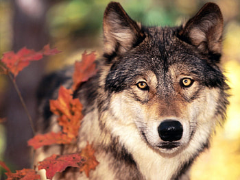 Animals, Muzzle, Wolf, Sight, Opinion, Nose HD wallpaper