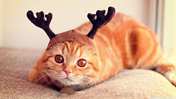 Funny, Animals, Cats HD wallpaper