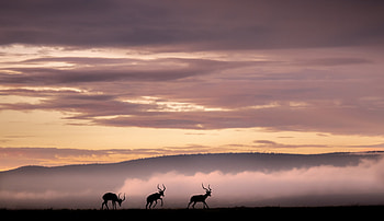 Reindeer Silhouette Grazing In The Field, reindeer, animals, silhouette HD wallpaper
