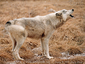 Deneb As A Grown Wolf Howling, baby grey wolves, wolves, baby wolf, animals, white wolf, dogs, red wolves, wolves howling HD wallpaper
