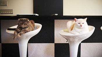 Rinse and Set, kitties, unimpressed, comfy, cute, funny HD wallpaper