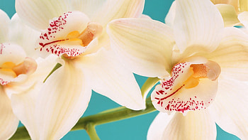 Macro, Petals, Stripes, Streaks, White Orchid HD wallpaper