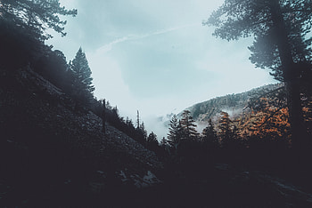 Forest Foogy Mist Pine Trees Woods, forest, trees, nature, fog, woods, mist HD wallpaper