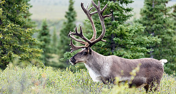 Caribou habitat restoration, Grants, Habitat conservation, Trust foundation HD wallpaper