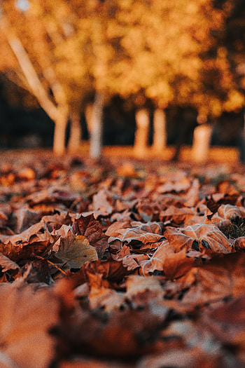 Nature, Autumn, Leaves, Dry HD phone wallpaper