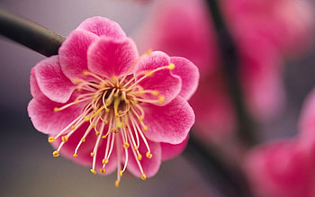 Sakura, Flower, Plant, Macro, Branch, Spring HD wallpaper