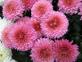 beautiful flowers, beautiful, colours, nature, flowers HD wallpaper