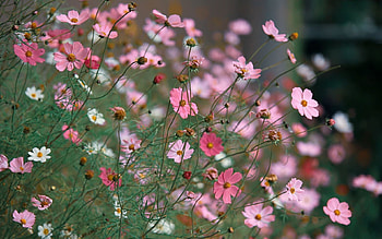 Cosmos Flowers, Latvia, pink, plants HD wallpaper