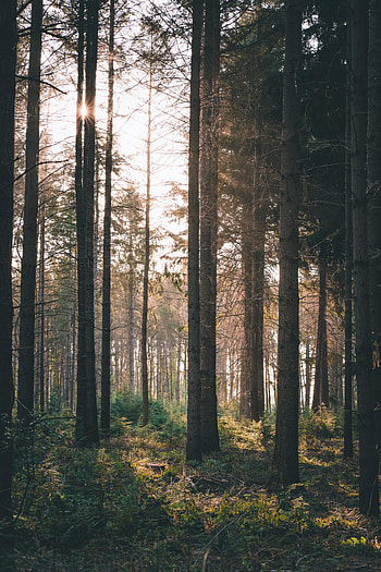Nature, Bush, Rays, Beams, Forest HD phone wallpaper