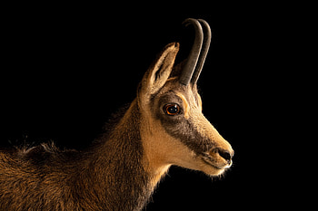 Joel Sartore, Nature's beauty, Animal conservation, Amazing graphy HD wallpaper