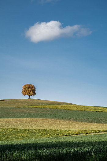 Landscape, Nature, Wood, Tree, Field, Hills, Cloud HD phone wallpaper