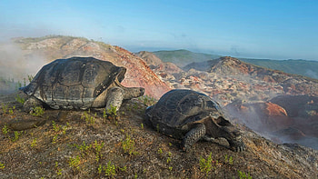 Giant tortoises, Alcedo volcano, Galapagos HD wallpaper