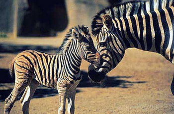 Zebra Mom and her newborn baby, nurturing, splendid, Zebra, Mom HD wallpaper