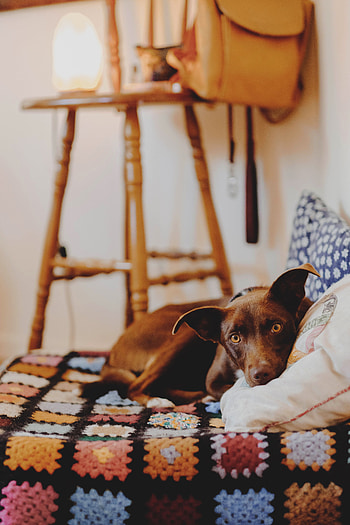 Animals, Lies, Dog, Sight, Opinion, Bed HD phone wallpaper