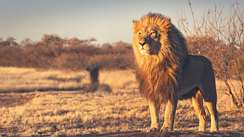 Captivating lion , Posted by Zoey Mercado, Striking visuals, Stunning ry HD wallpaper