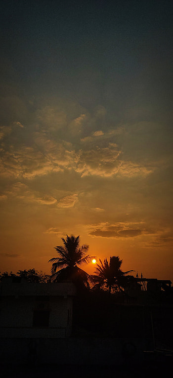 Sunrise, cloud, sky, tree, rise, sun, coconut HD phone wallpaper
