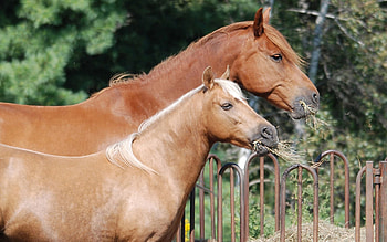 Animals, Food, Horses, Couple, Pair, Corral HD wallpaper