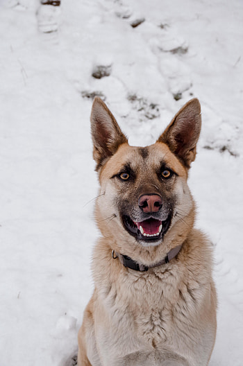 Animals, Dog, Brown, Pet, German Shepherd HD phone wallpaper
