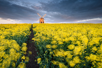 Windmill in Flower Field, Field, in, Flower, Windmill HD wallpaper