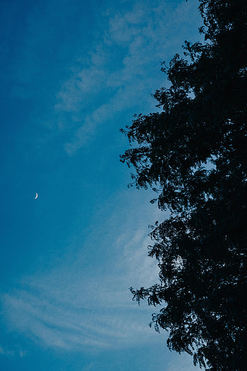 Nature, Sky, Moon, Wood, Tree, Branches HD phone wallpaper