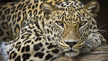 Leopard, 110 leopard, background HD wallpaper