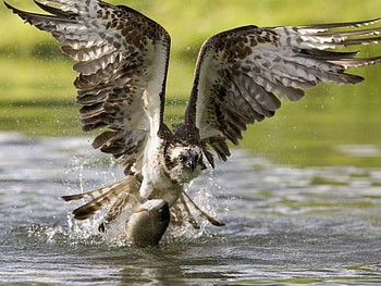 Animals, Birds HD wallpaper