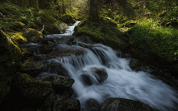 mountain river, stones, forest, waterfall, moss, river in the mountains, fern, green bushes HD wallpaper