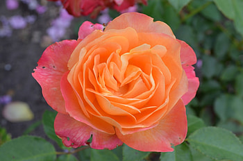 Rose, garden, leaves, blossom, petals HD wallpaper