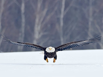 Permission to Land, eagle, snow, bald, in flight HD wallpaper