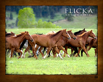 Flicka , wild horse, black horse, , mustang, herd of horses, flicka HD wallpaper
