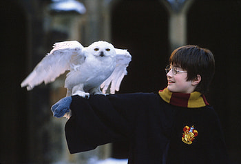 Hedwig, Daniel Radcliffe, Snowy owl HD wallpaper