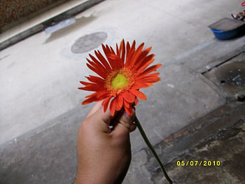 Mash3an Sun Flower, rose, orange, sunflower, flower HD wallpaper