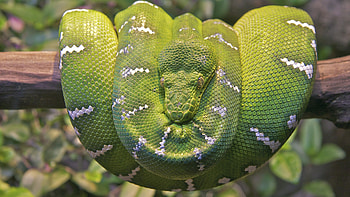 Boa Constrictor, Emerald tree boa snake HD wallpaper