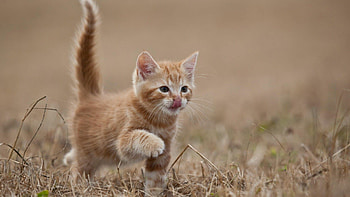 Cute kitten , delight, Fluffy perfection, Simply irresistible HD wallpaper