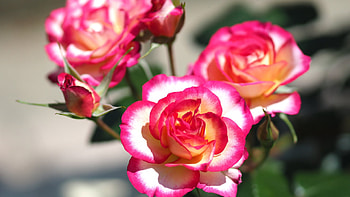 Roses, garden, Blossoms, buds, petals HD wallpaper